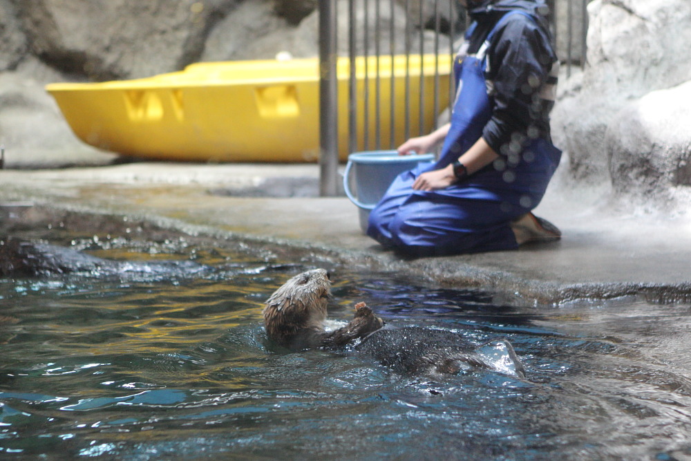 [ 須磨水族園 ～ 新長田 ] - イルカショーとか鉄人とか - お出掛けsnap♪_d0110849_17202368.jpg