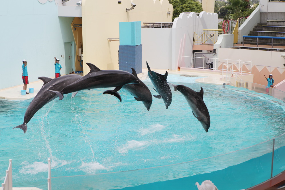 [ 須磨水族園 ～ 新長田 ] - イルカショーとか鉄人とか - お出掛けsnap♪_d0110849_1731545.jpg