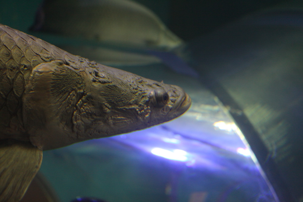 [ 須磨水族園 ～ 新長田 ] - イルカショーとか鉄人とか - お出掛けsnap♪_d0110849_1750579.jpg