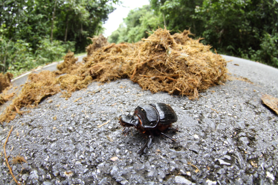 テイオウダイコクコガネ　（2011年7月10日）_a0094850_1265592.jpg