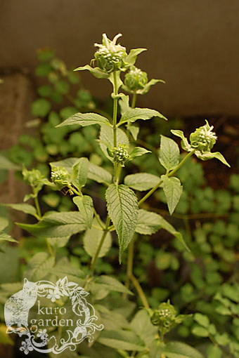 e0119151_20361788.jpg