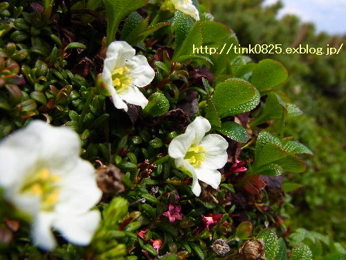 緑岳の高山植物②_a0105160_2224105.jpg