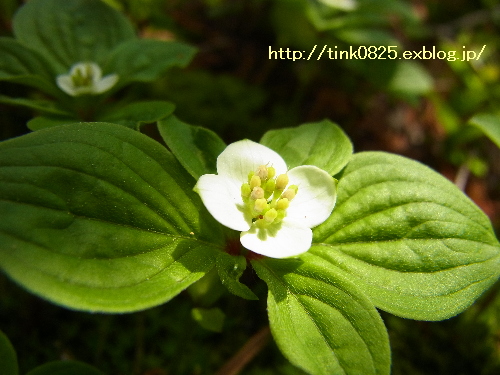 緑岳の高山植物②_a0105160_22264787.jpg