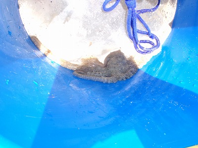 c0180460_7361853.jpg