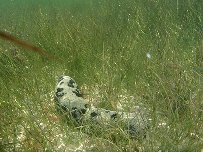 c0180460_7415547.jpg