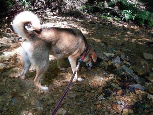 2011年7月6日（水）あじさい_a0063364_23125654.jpg