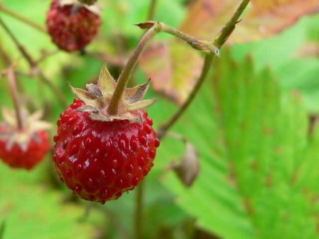 蝦夷蛇苺 エゾヘビイチゴ 新 四季の花 蝦夷蛇苺 エゾヘビイチゴ 新 四季の花