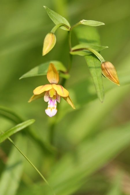 カキラン_a0183666_1681396.jpg