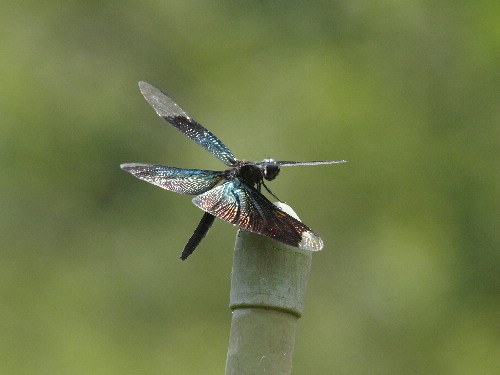 f0208666_21124032.jpg