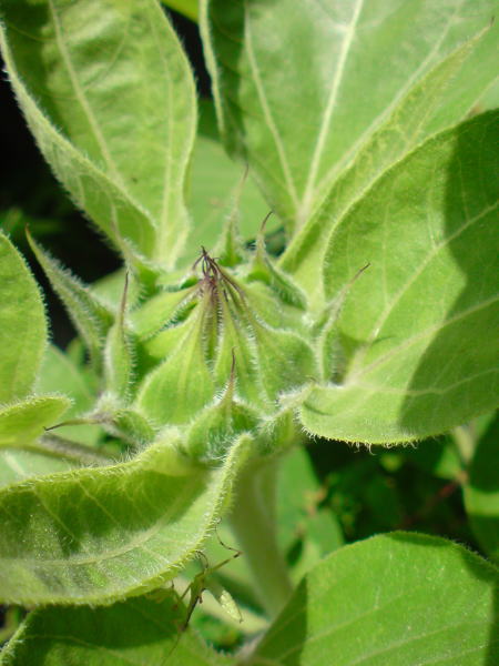 e0153367_15464078.jpg