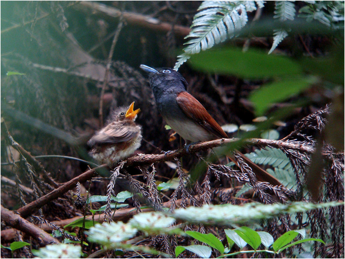 サンコウチョウ　シリーズ　２_c0198669_1627292.jpg