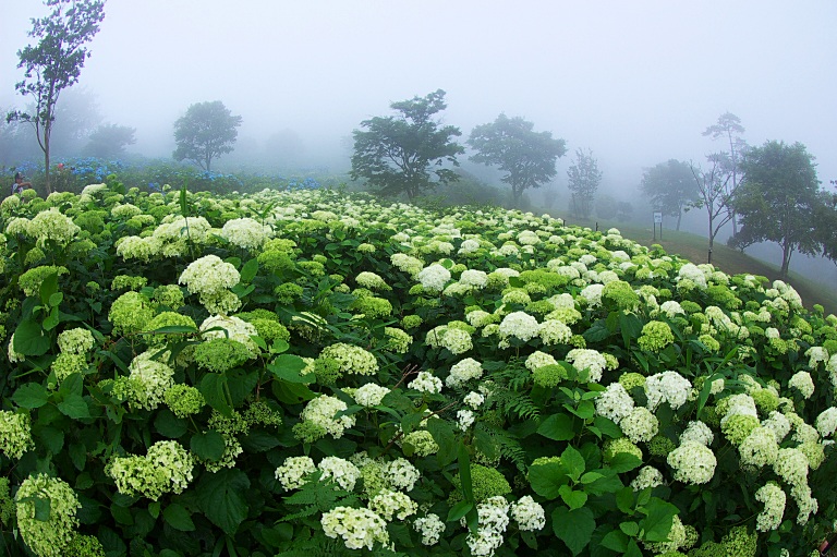 霧の中の紫陽花山--２--　20110704_a0050572_8481843.jpg