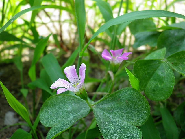 『置き去りにされた花？』_d0054276_20284950.jpg