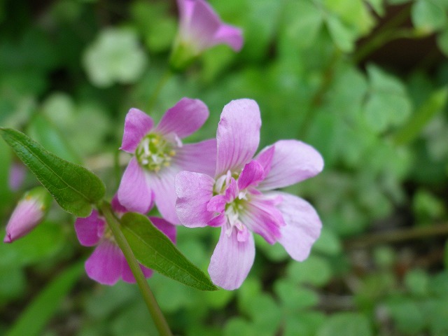 『置き去りにされた花？』_d0054276_2029053.jpg