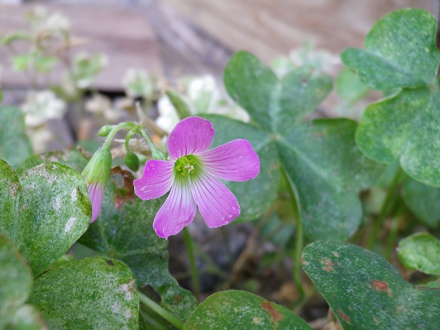 『置き去りにされた花？』_d0054276_20294652.jpg