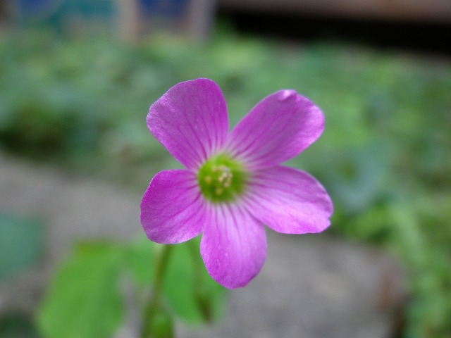 『置き去りにされた花？』_d0054276_203072.jpg