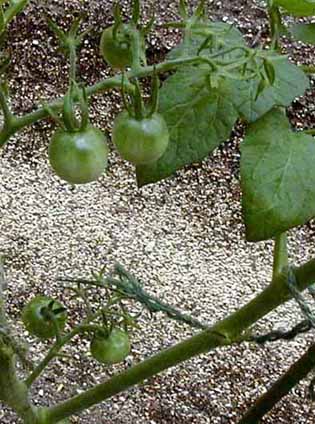 e0126576_13175156.jpg