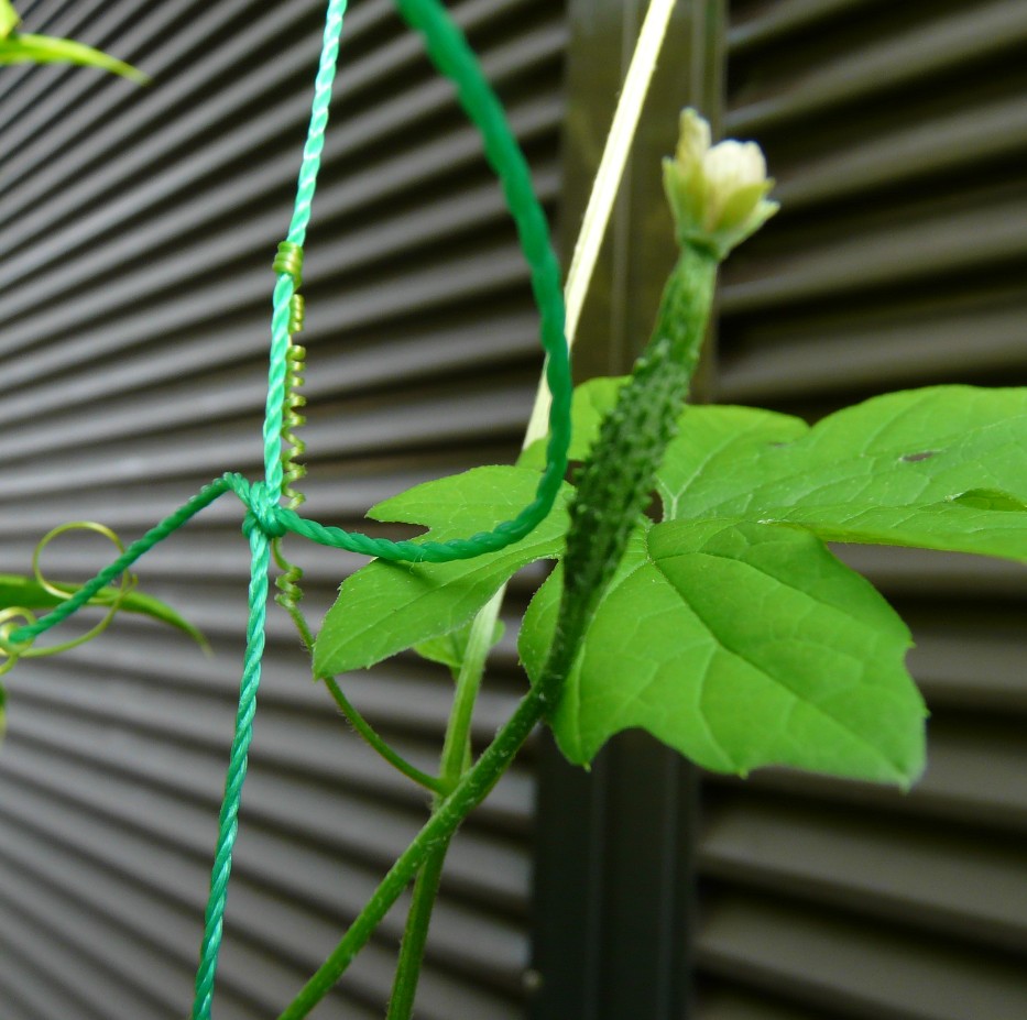 咲いた咲いたゴーヤの花が咲いた_f0201084_2132467.jpg