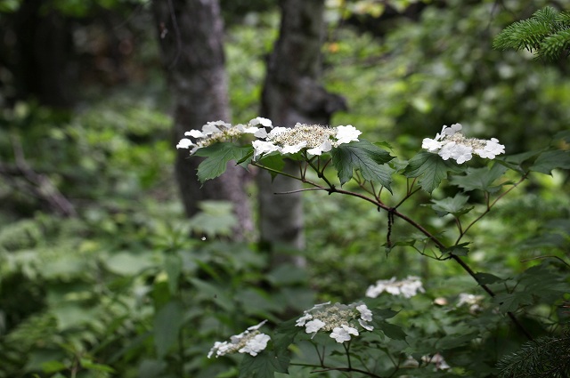 f0000789_21302196.jpg