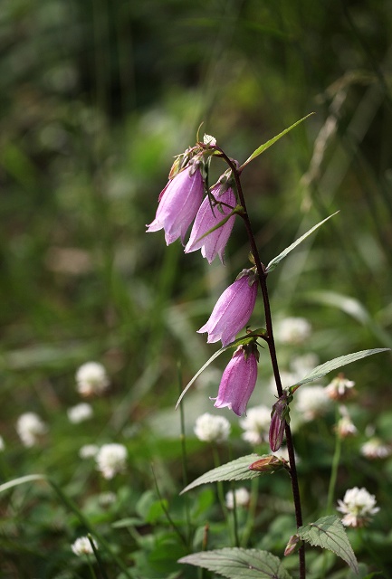 f0000789_2135979.jpg