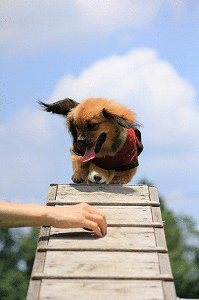 f0234395_17165330.gif
