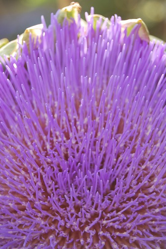 c0124100_2316929.jpg