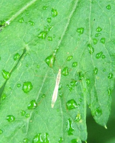 はじめは白い糸くずかと思ったのですが‥ : 昆虫ブログ むし探検広場