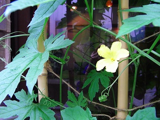 c0201910_14385310.jpg