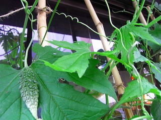 c0201910_14391093.jpg