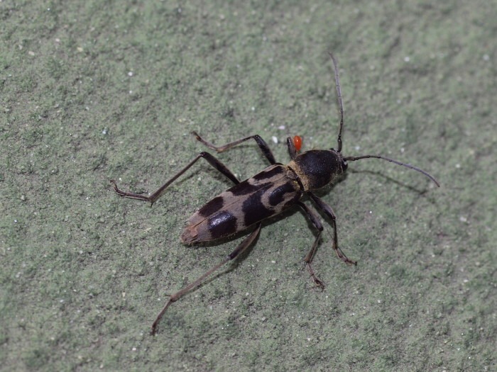 エグリトラカミキリ_c0116915_024797.jpg