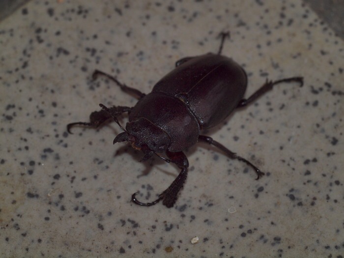 ノコギリクワガタ　雌♀_c0116915_027309.jpg