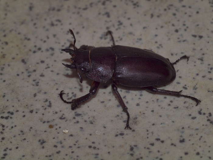 ノコギリクワガタ 雌♀_c0116915_027980.jpg