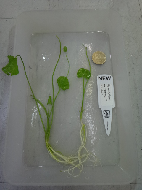 熱帯魚・水草・金魚_f0189122_13233862.jpg