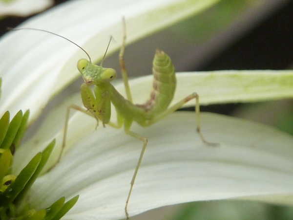 赤ちゃんカマキリ 精一杯の擬態 深呼吸をしながら