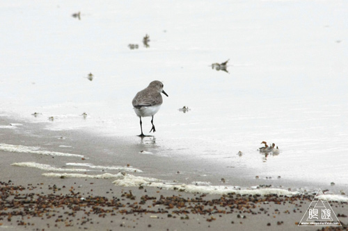 106 Bolivar Peninsula ~ペリカンだらけ~_c0211532_18324785.jpg