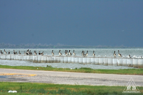 106 Bolivar Peninsula ~ペリカンだらけ~_c0211532_18405336.jpg
