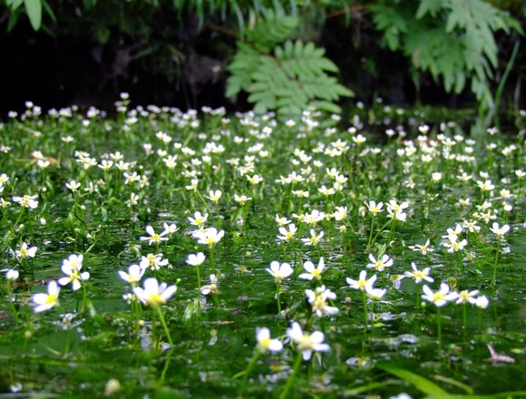 藻の花 写句撮虫の句写味 藻の花 写句撮虫の句写味