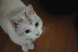 迷子猫のお友だち ダヤン首輪くん編。_a0143140_23294615.jpg