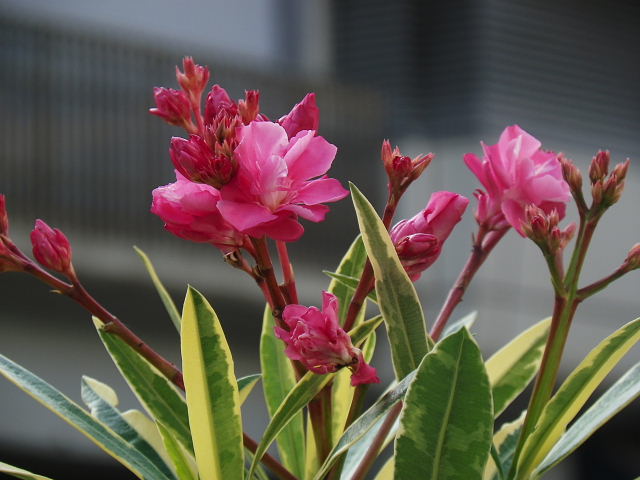 斑入り夾竹桃、サンビタリア、白花松葉牡丹、ペチュニア、毒芹もどき_c0051143_22431846.jpg