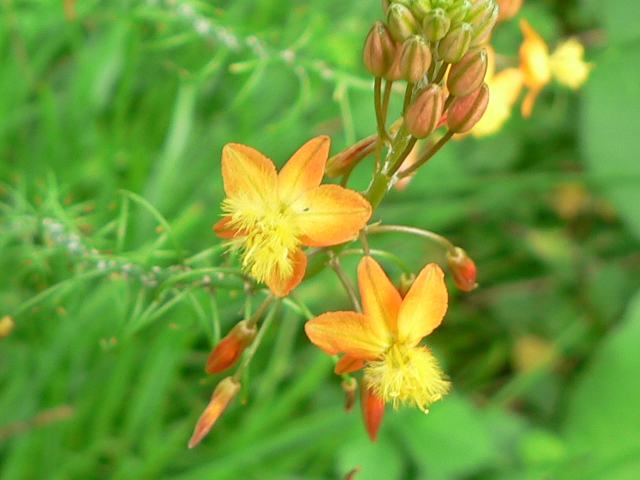 花アロエ ハナアロエ ポピュラーな花