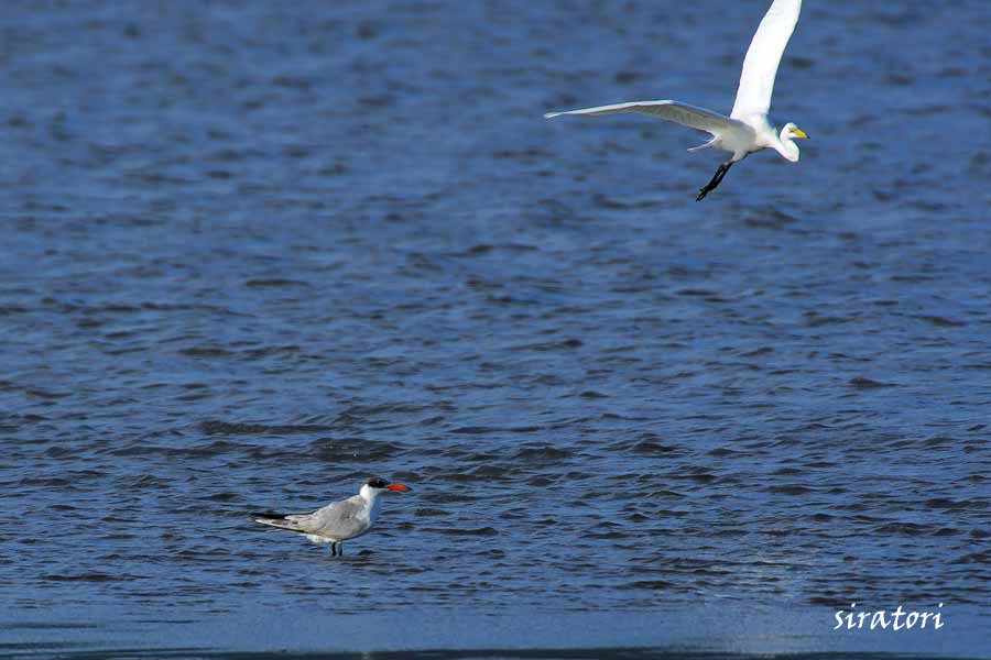 オニアジサシ（迷鳥　鬼鯵刺、全長約53㎝）_d0238245_043017.jpg