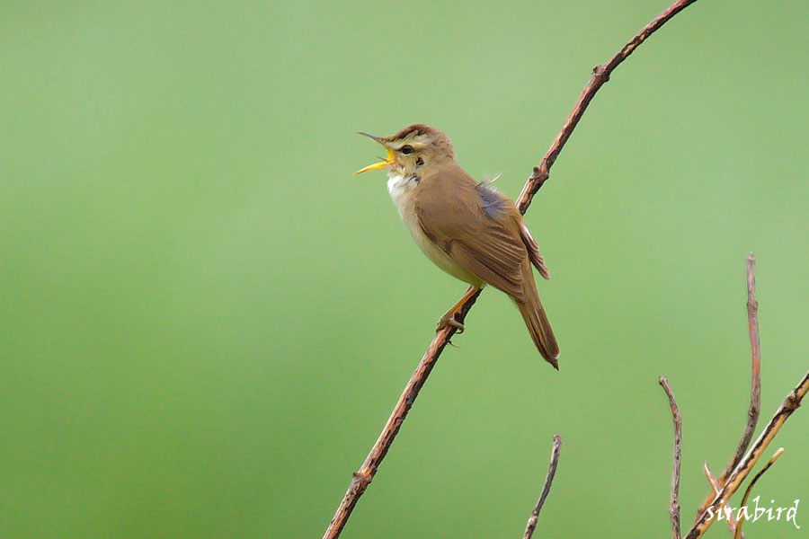 コヨシキリ（夏鳥　小葦切、全長約14㎝）_d0238245_2181792.jpg