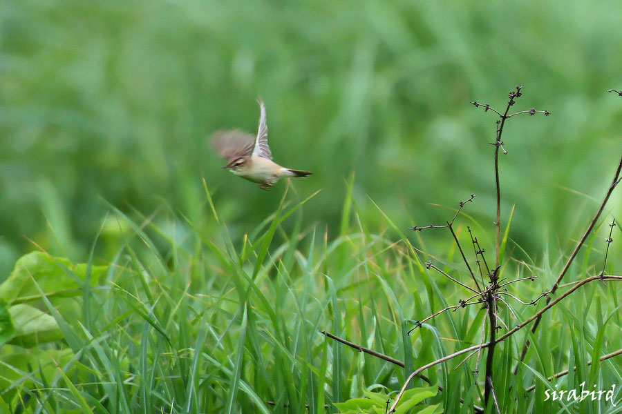 コヨシキリ（夏鳥　小葦切、全長約14㎝）_d0238245_2182757.jpg