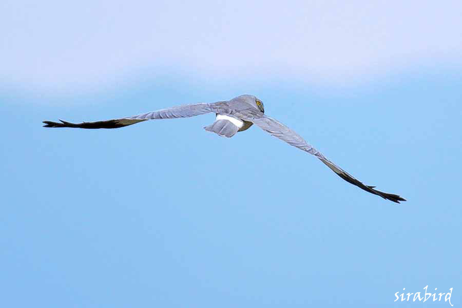 ハイイロチュウヒ（冬鳥　灰色沢鵟、全長：雄約45㎝、雌約50㎝）_d0238245_22153435.jpg