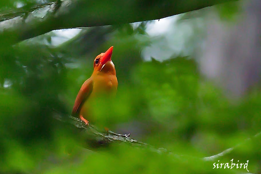 アカショウビン（夏鳥　赤翡翠、全長約27㎝）_d0238245_2374723.jpg