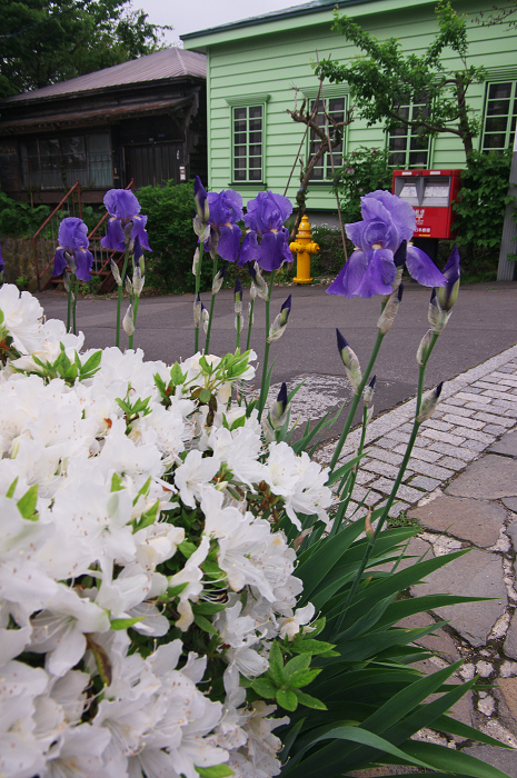 花盛りの朝(函館)_f0155048_22482069.jpg