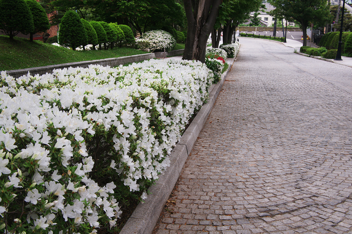 花盛りの朝(函館)_f0155048_22484036.jpg