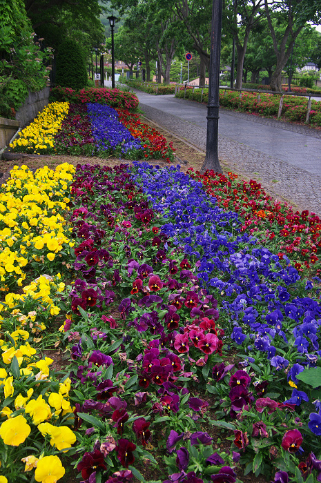 花盛りの朝(函館)_f0155048_22493688.jpg