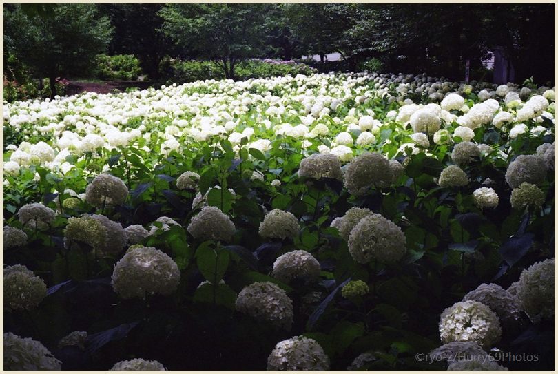 紫陽花 OLYMPUS 35SP_e0063851_1853580.jpg
