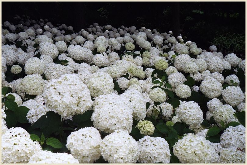 紫陽花 OLYMPUS 35SP_e0063851_1854275.jpg